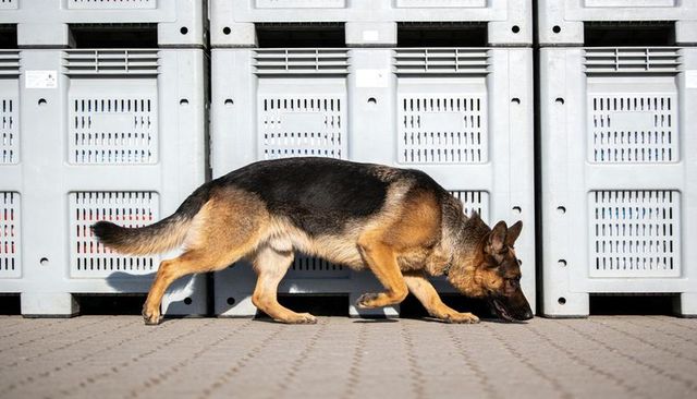 German shepherd sniffing ground tracking scent along loading bay crates