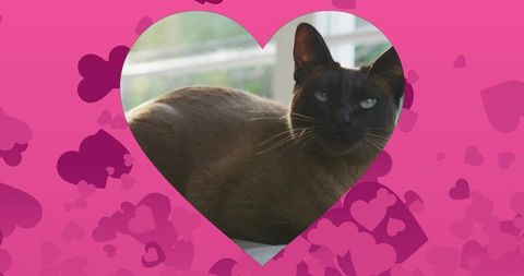Serene short-haired cat through heart-shaped cutout