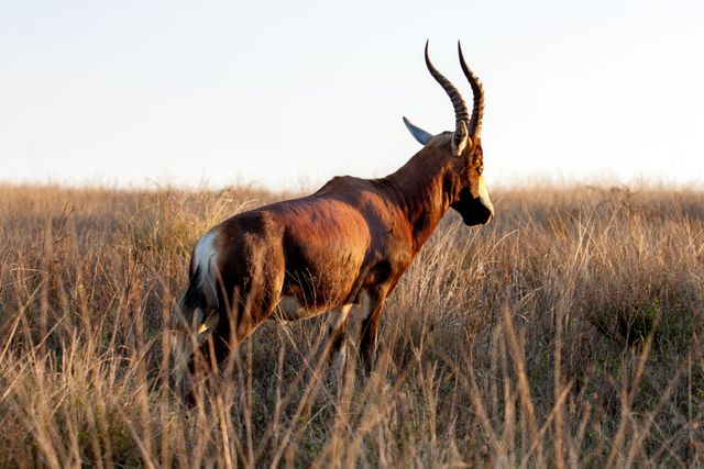 Ideal for use in wildlife documentaries, educational materials about African fauna, nature conservation campaigns, or as a decor visual. Image captures a single antelope with imposing horns standing in expansive savanna grassland, showcasing the beauty and solitude of the wild.