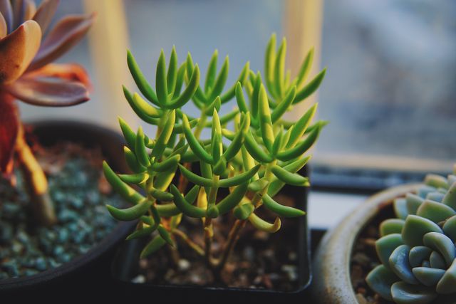 Shows close-up of various succulent plants on a windowsill in natural light. Ideal for illustrations on indoor gardening, home decor, and botanical studies. Perfect to depict themes of tranquility, nature, and easy-care plant choices.