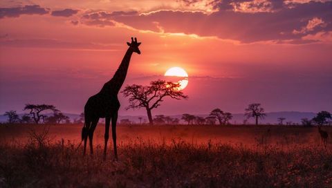 Silhouetted Giraffe at Sunset on African Savanna