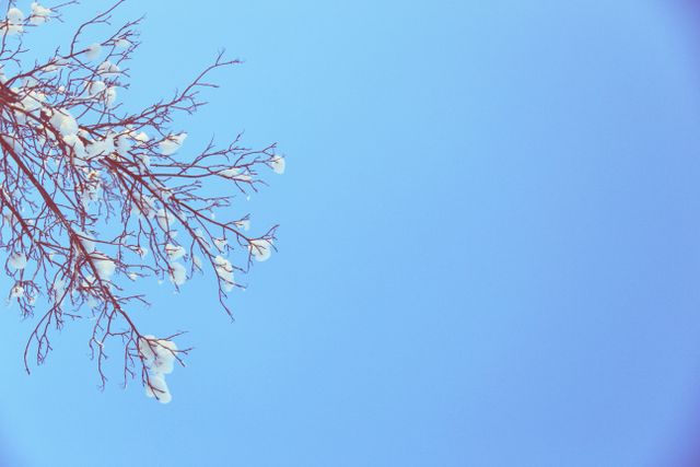 Image showing snow-covered branches set against a clear blue sky, capturing the tranquility and simplicity of winter. Useful for winter-themed projects, nature blogs, weather articles, and backgrounds due to its minimalistic and serene composition.