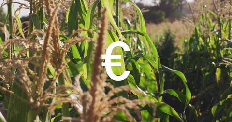 Euro symbol overlay on sunlit corn field representing agricultural finance and investment