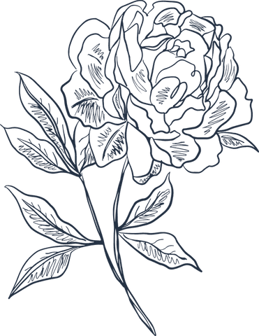monochrome peony floral line art on transparent background - Download Free Stock Videos Pikwizard.com