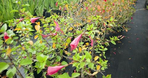 Vibrant pink bud shrubs in nursery aisle