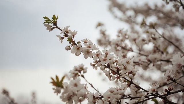 Spring cherry blossom branch blooming with pale-pink petals against soft sky