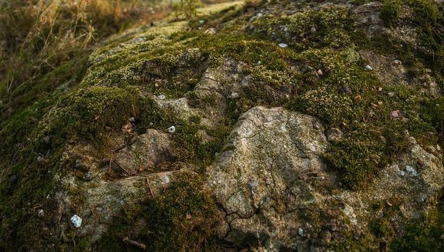 Moss-covered weathered rock showing lichen, pebbles and twigs at meadow edge