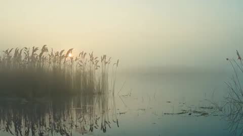 Sunrise Through Cattails in Misty Marshland