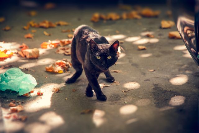Black Cat Walking on Sidewalk with Autumn Leaves - Download Free Stock Photos Pikwizard.com