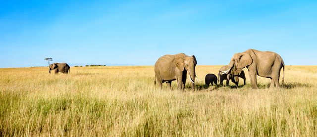 This image shows a family of elephants grazing in the expansive African savanna under a clear blue sky. Ideal for use in articles, presentations, or campaigns related to wildlife conservation, nature, travel, safaris, or the natural beauty of African landscapes.