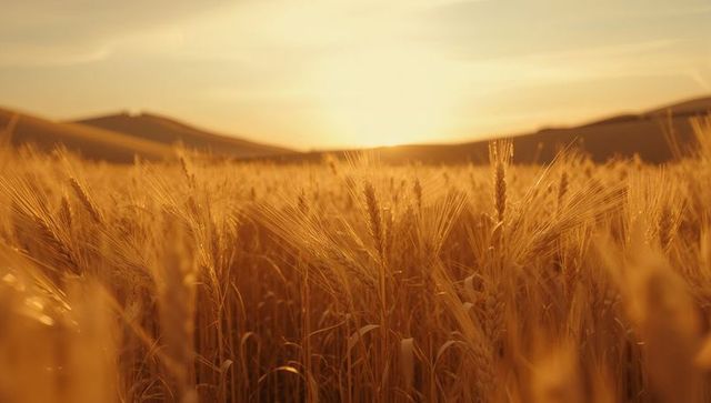 Golden wheat field at sunset reflecting peaceful countryside