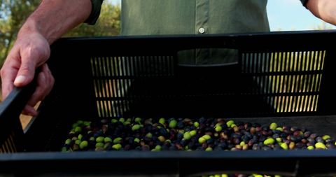 Farmer Harvesting Fresh Olives with Clear Sky Background