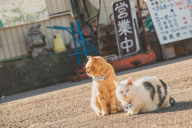 Two cats sit contently basking in sunlight near various store signs in a quaint urban street. The image is perfect for concepts related to outdoor activities, domestic animals, urban life, and tranquility. It also suits themes of friendship, companionship, and casual daily scenes in an urban environment. This imagery can be used for blogs, social media posts, or urban-themed website designs.