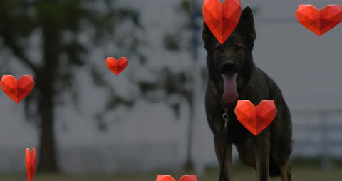 German Shepherd Animation with Floating Hearts Outdoors