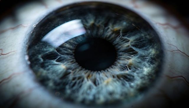 Macro eye detail showing intricate iris fibers, moist cornea and strong specular highlight