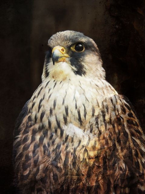 Peregrine Falcon Portrait on Dark Background - Download Free Stock Photos Pikwizard.com
