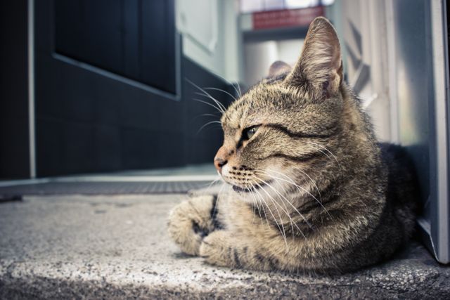Striped tabby cat resting on pavement in urban alleyway, showing relaxed and calm demeanor. Suitable for use in pet care, animal lifestyle, urban living themes, and articles promoting pet-friendly cities.