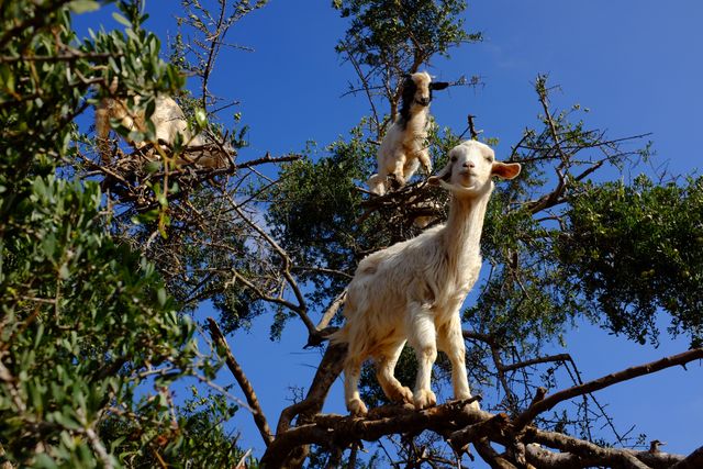 This photo captures goats perched and climbing in tree branches under a bright blue sky. Suitable for use in content highlighting unusual wildlife behaviors, travel experiences in Morocco, or nature-themed publications. Ideal for blogs, educational materials, and graphic design requiring a unique angle on animal behavior.