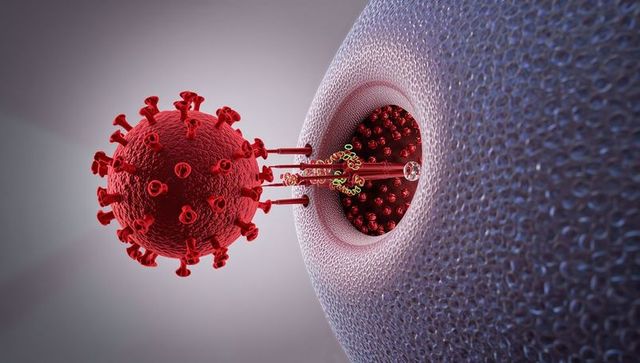 Red coronavirus spike penetrating host cell membrane revealing capsid core and pore