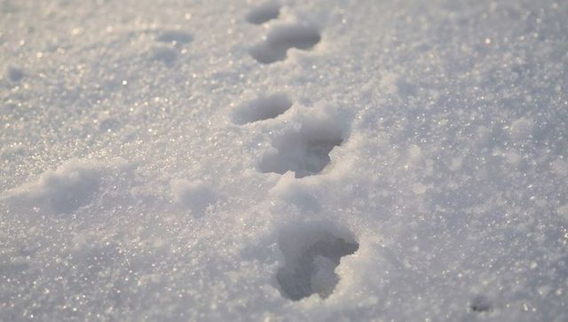 Sunlit small animal footprints leading across sparkling crystalline snow field