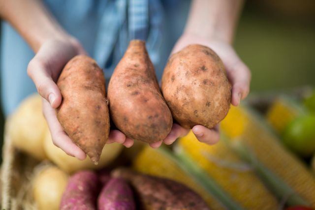Hands holding fresh sweet potatoes at a farmers market. Ideal for promoting healthy eating, organic produce, local agriculture, and farm-to-table concepts. Suitable for use in food blogs, nutrition articles, and advertisements for farmers markets or organic food stores.