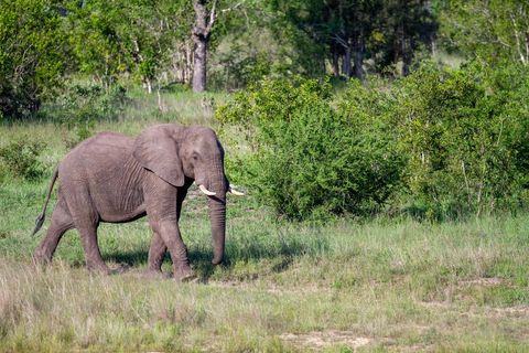 African elephant walking through lush green savanna with tusks and bushy woodland backdrop