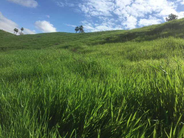 The lush green hillside is covered in fresh grass and stretch into the horizon beneath a blue sky adorned with fluffy clouds. Great for use in nature-themed projects, landscapes, environmental campaigns, outdoor activity promotions, and travel advertising emphasizing scenic views.