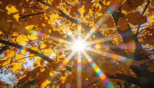 Golden sunburst through autumn tree canopy with backlit leaves and vibrant sunbeams