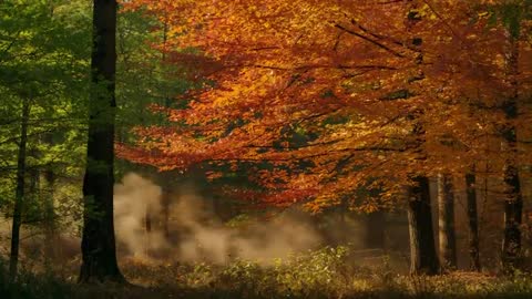 Serene Autumn Dawn With Mist in Forest