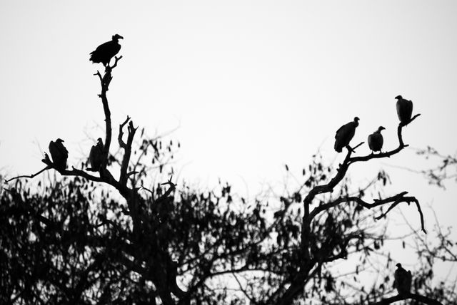 Silhouette of several vultures perched on the branches of a dead tree during the early morning hours. This dramatic image, showcasing the beauty and mystery of wildlife, can be utilized in wildlife documentaries, nature magazines, and artistic projects focused on dramatic natural scenes. It is also suitable for themes of demise or transitions in both digital and print media.