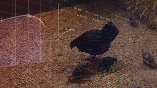 Animated data overlays being used in a poultry farm setting symbolizes the intersection of technology and agriculture. It can signify concepts like smart farming, data analytics in agriculture, and modern poultry management. Suitable for content on agricultural technology, smart farming solutions, and data-driven agriculture initiatives.