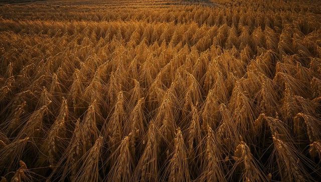 Golden wheat sheaves forming conical rows in harvest field casting long shadows at sunset