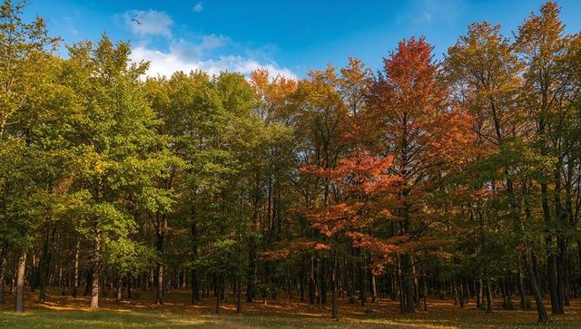 Vibrant deciduous trees in autuminal woodland scene