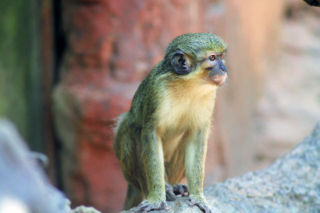 Green Monkey Sitting on Rock Looking Alert - Download Free Stock Photos Pikwizard.com