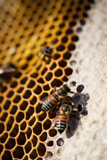 Close up of bees on honeycomb created using generative ai technology. Nature, animals and insects concept digitally generated image.