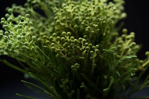 Close-Up of Vibrant Green Foliage Against Dark Background