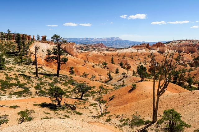 The image showcases the vibrant and rugged landscape of Bryce Canyon National Park in Utah. Unique rock formations and sparse trees are scattered across the foreground, with a clear blue sky overhead. Ideal for promoting outdoor adventures, nature tourism, travel brochures, geological studies, and scenic wallpapers.