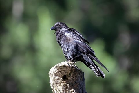 Majestic Raven Perched on Wooden Roost in Natural Habitat