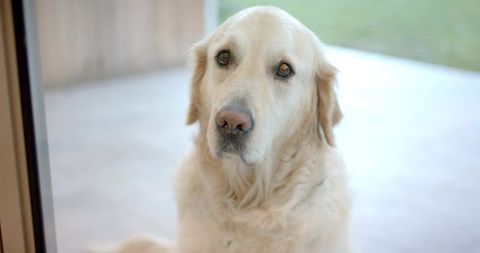 Cream-colored retriever sitting calmly on patio