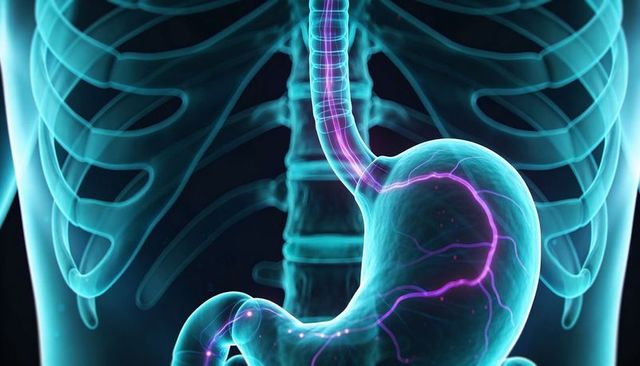 Translucent Gastrointestinal Anatomy Showing Glowing Vessels with Ribcage, Esophagus and Stomach