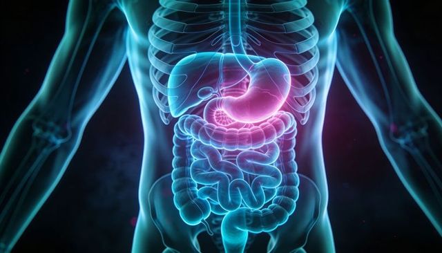 Glowing digestive system highlighting stomach and intestines inside translucent torso