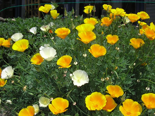 Yellow and white California poppies in full bloom, perfect for depicting natural beauty and spring gardens. Ideal for use in gardening blogs, seasonal backgrounds, and floral-themed projects.