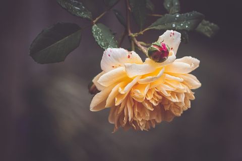 Close-up vibrant peach rose with dew and dramatic lighting