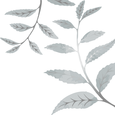 Transparent Background Botanical Illustration with Serrated Leaves
