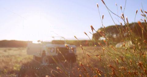 Backlit wild grasses glowing at sunrise with off-road vehicle in rural meadow