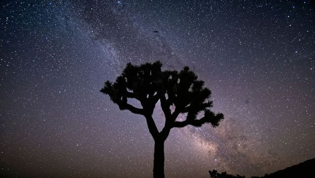 Solitary joshua tree silhouette stretching branches into milky way over desert nightscape