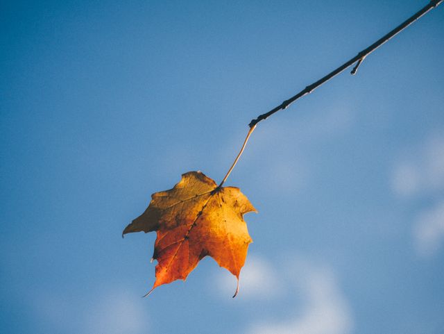 This visual captures a single autumn leaf hanging from a tree branch against a clear blue sky. Ideal for themes portraying seasonal changes, nature's beauty, or transient moments. Perfect for blogs, websites, and print materials focusing on autumn, fall, transitions, and natural beauty.