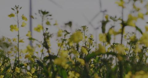 Sunlit yellow wildflowers swaying at meadow edge with soft focus spring mood