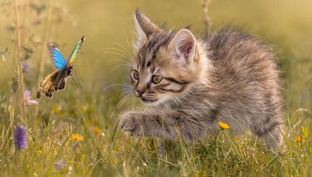Closeup tabby kitten stalking blue butterfly in sunlit wildflower meadow at golden hour