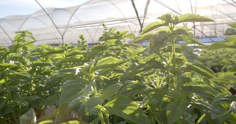 Lush green plants in sustainable hydroponic greenhouse